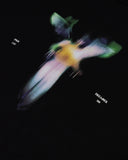 Undergold Capsule Angel Tshirt Black